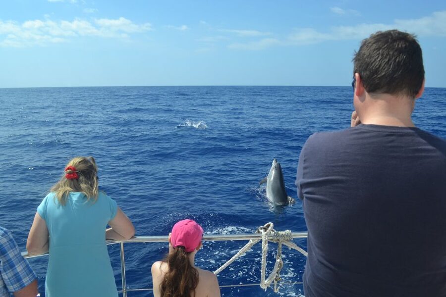 All Inclusive Whale and Dolphin Watching Luxury Tour - Why the $93 price can make sense