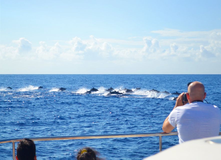 All Inclusive Whale and Dolphin Watching Luxury Tour - Searching for dolphins, whales, and turtles