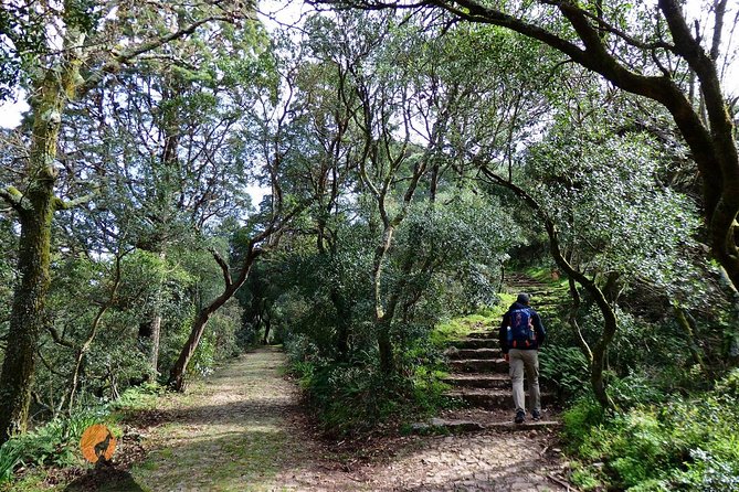 An adventure through the Forest and Palace of Bussaco - Coimbra - Pickup from Coimbra or Mealhada keeps the day simple