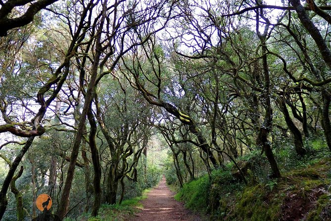 An adventure through the Forest and Palace of Bussaco - Coimbra - Entering Mata Nacional do Bussaco