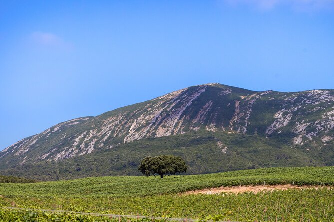 Arrabida and Sesimbra Small-Group Day Trip from Lisbon with Wine Tasting - Why this makes a good day away from Lisbon