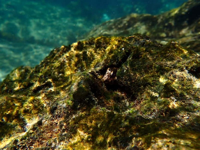 Arrábida Marine Reserve: Kayaking & Snorkeling Tour - A quiet beach, swimming, and snorkeling