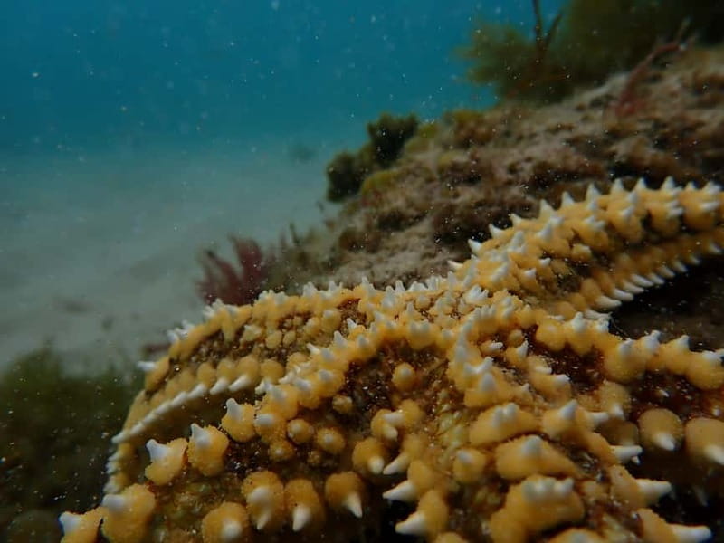 Arrábida Marine Reserve: Kayaking & Snorkeling Tour - Who should book this coastal outing