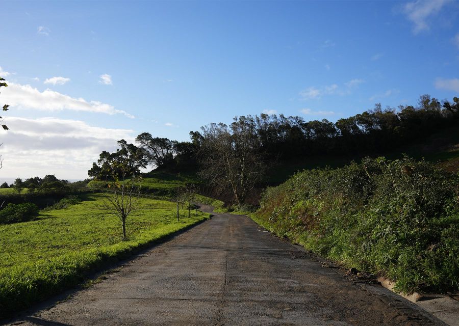 Azores: São Miguel and Lagoa do Fogo Hiking Trip - The climb through pasture, cryptomeria, and heather