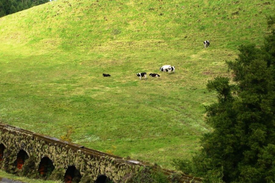Azores: Sete Cidades Scenic Jeep Tour from Ponta Delgada - Is $58 a fair price?