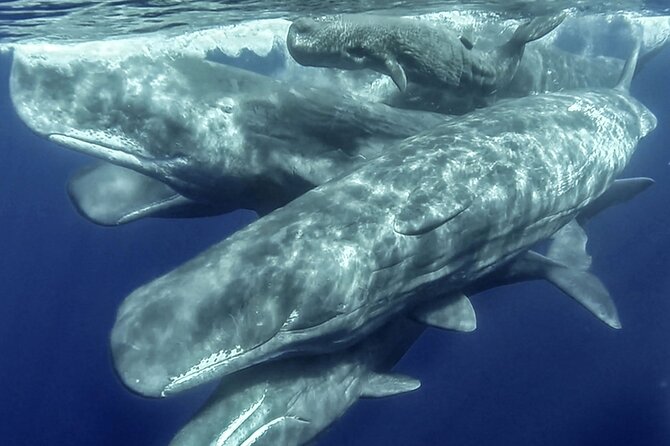 Azores Whale Watching & Islet Boat Tour - Key points before you book