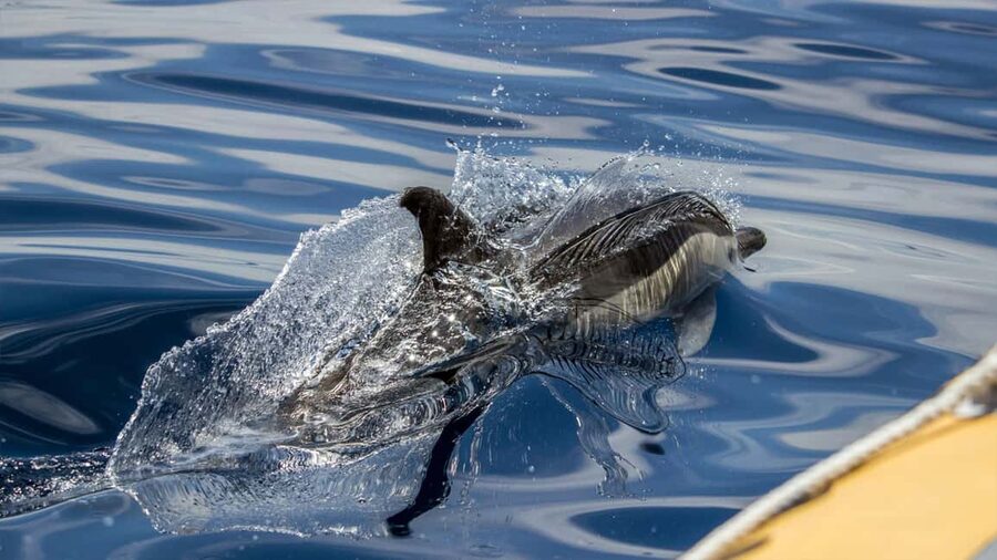 Azores Whale Watching & Islet Boat Tour - Who should book this experience