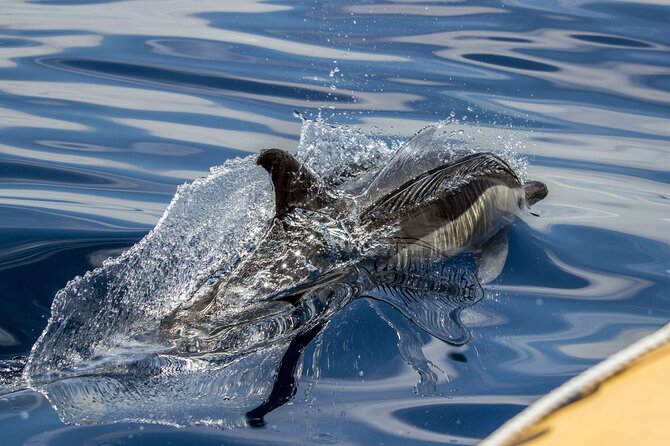 Azores Whale Watching & Islet Boat Tour - Starting at the Vila Franca do Campo marina