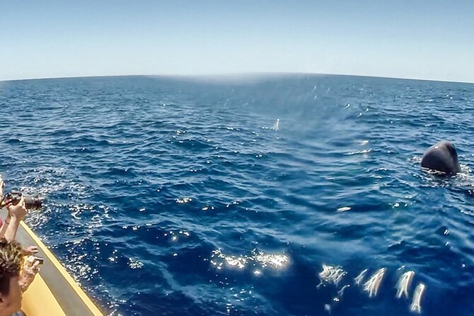Azores Whale Watching & Islet Boat Tour - What the $71.83 price really buys