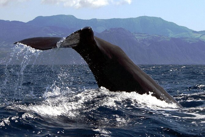Azores Whale Watching & Islet Boat Tour - Who will enjoy this RIB trip most