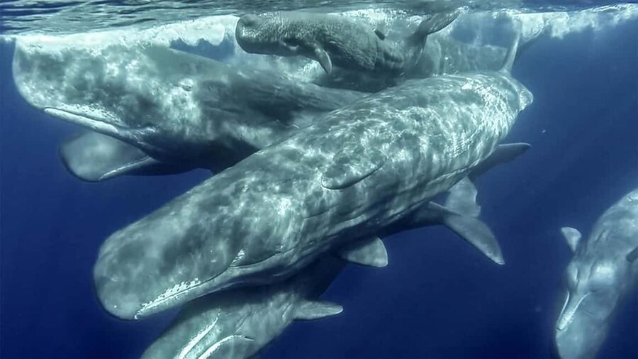 Azores Whale Watching & Islet Boat Tour - Price, equipment, and practical value