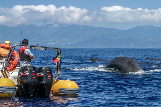 Azores Whale Watching & Islet Boat Tour - Meeting at Vila Franca do Campo Marina