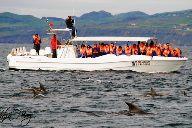 Azores Whale Watching Tour – Ponta Delgada - Setting out from Marina Pêro de Teive