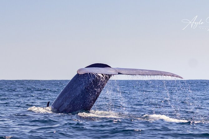 Azores Whale Watching Tour – Ponta Delgada - Following the Azores wildlife route