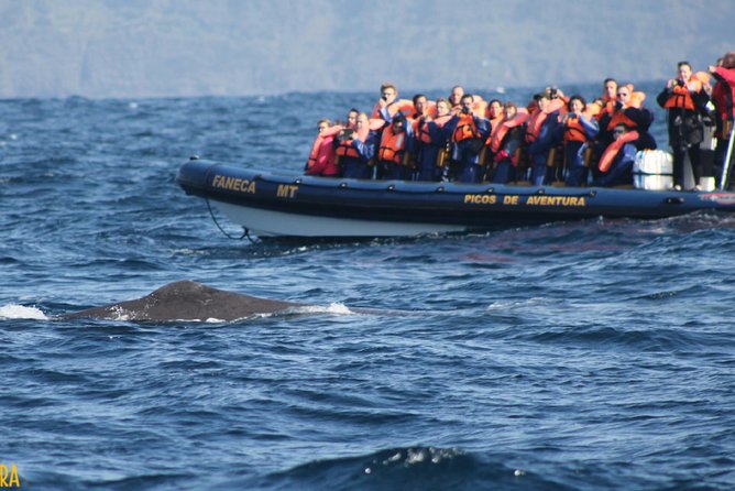 Azores Whale Watching Tour – Ponta Delgada - What you might see in two to three hours