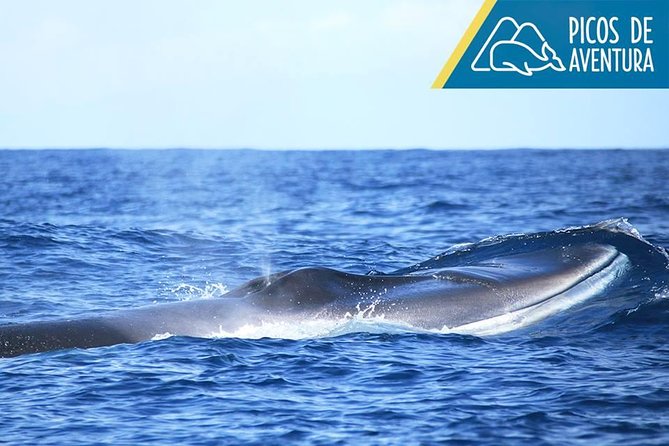 Azores Whale Watching Tour – Ponta Delgada - Why the marine biologists matter
