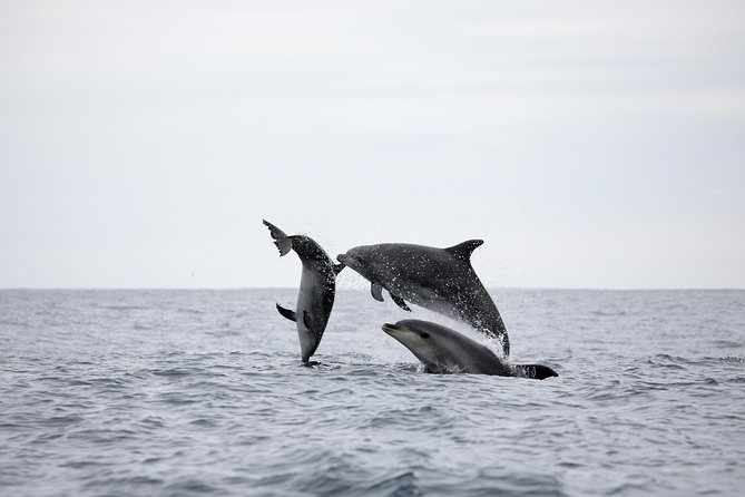 Azores Whale Watching Tour – Ponta Delgada - Weather, waves, and motion sickness