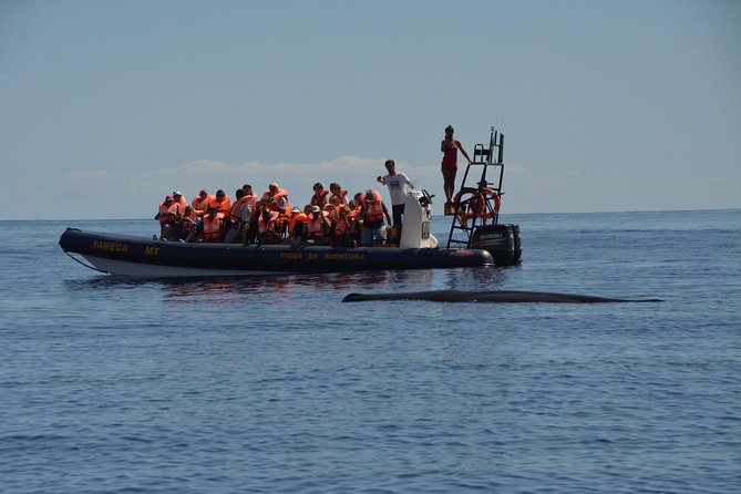 Azores Whale Watching Tour – Ponta Delgada - Who should book this Ponta Delgada tour?