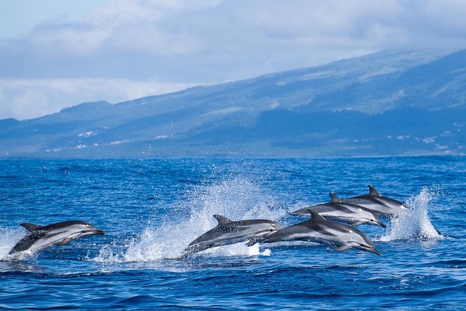 Azores Whale Watching Tour – Ponta Delgada - Choosing between the speedboat and catamaran