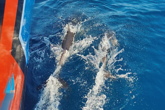 Benagil Caves and Dolphin Watching - 2.5h - The coastline between Albufeira and Benagil