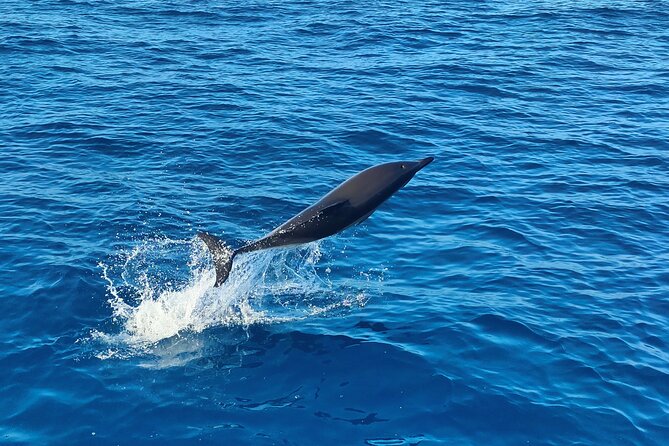 Benagil Caves and Dolphin Watching - 2.5h - Dolphin watching is exciting, but never certain