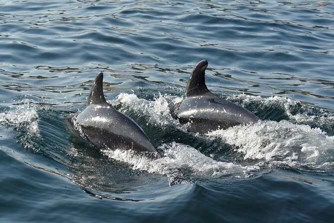 Benagil Caves and Dolphin Watching - 2.5h - Boat comfort, wind, and sea sickness