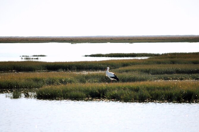 Birdwatching in Ria Formosa - Eco Boat Tour from Faro - Who will enjoy this most?