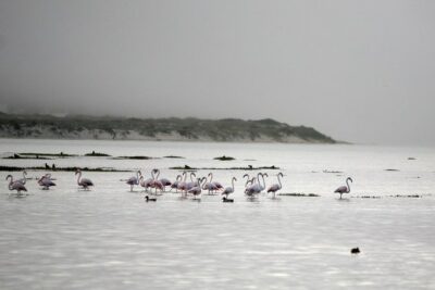 Boat tours in the Óbidos Lagoon