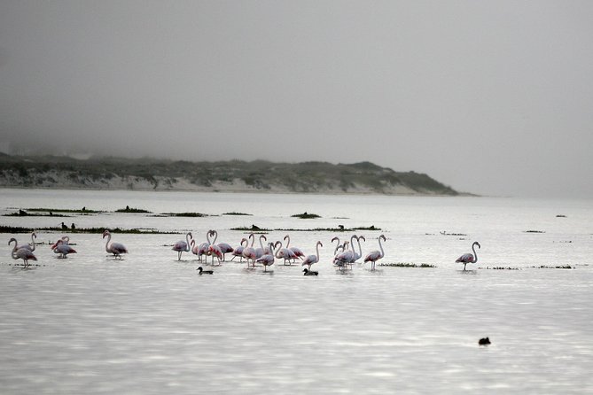 Boat tours in the Óbidos Lagoon - A two-hour ride with one main setting