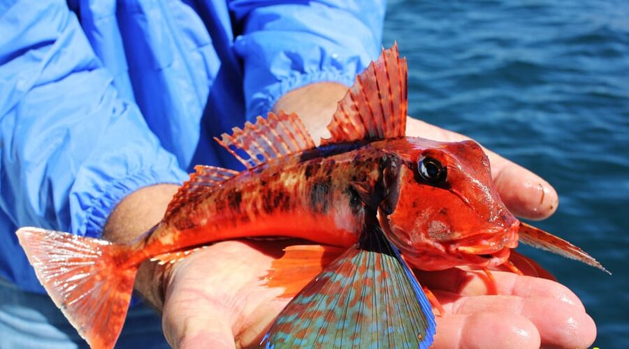 Bottom Fishing Lagos - Cliffs, caves, and the possibility of dolphins