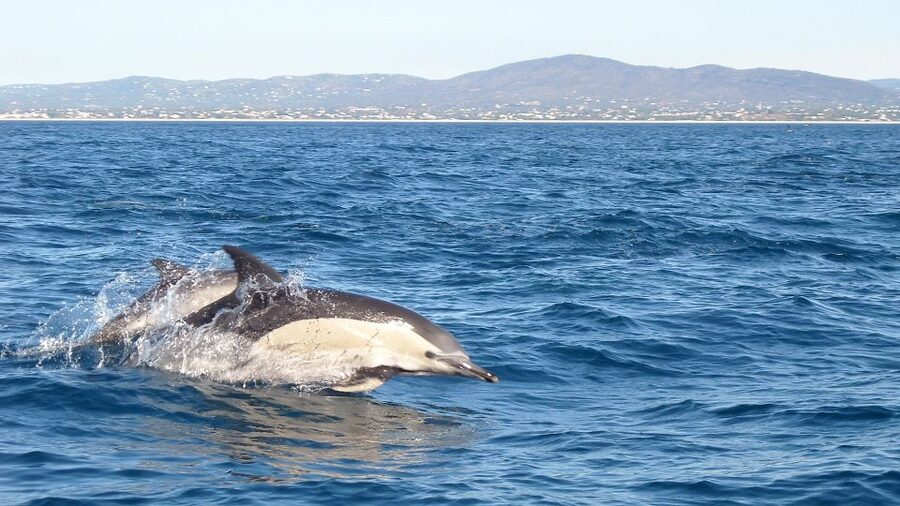 Cabanas de Tavira: Dolphin Watching Boat Tour - Key points before you book