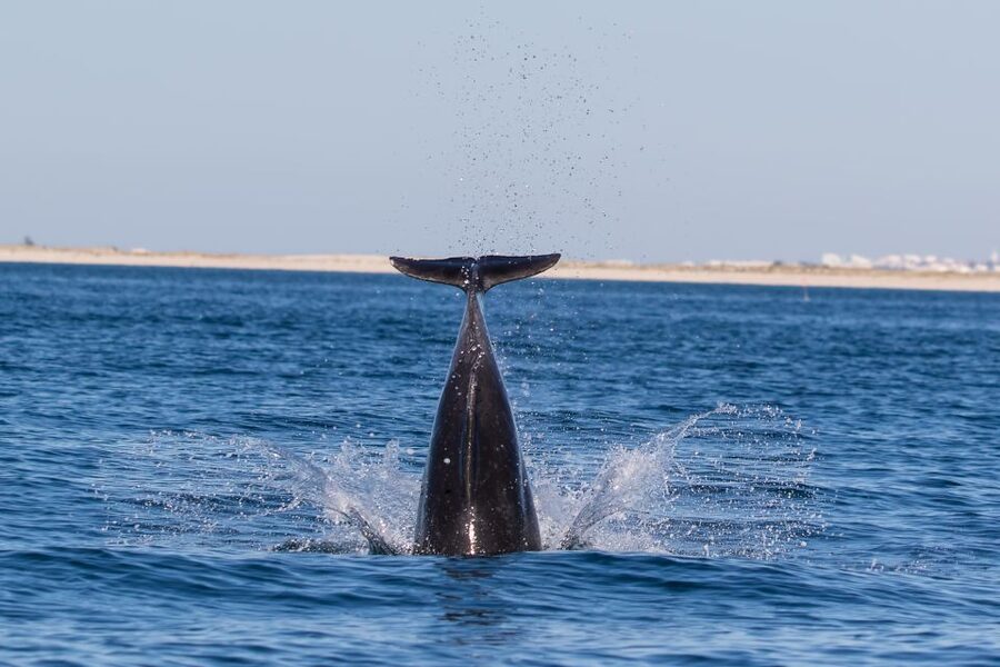 Cabanas de Tavira: Dolphin Watching Boat Tour - What this Cabanas de Tavira boat trip is really like