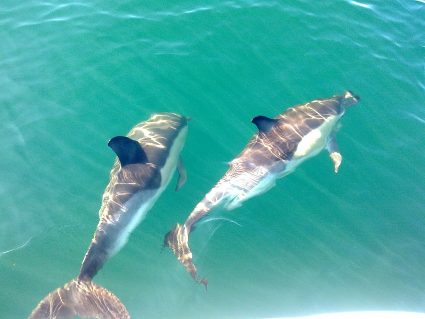 Cabanas de Tavira: Dolphin Watching Boat Tour - Searching for pods, fins, and sudden movement