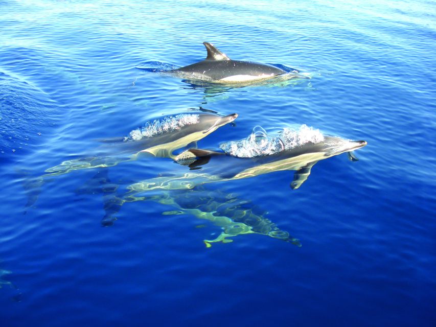 Cabanas de Tavira: Dolphin Watching Boat Tour - Boat comfort and the weather question