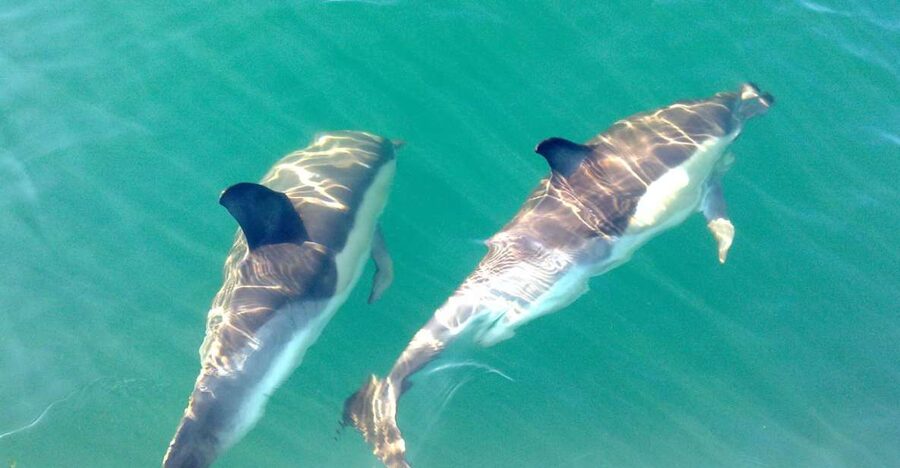 Cabanas de Tavira: Dolphin Watching Boat Tour - Leaving the Ria Formosa for open water