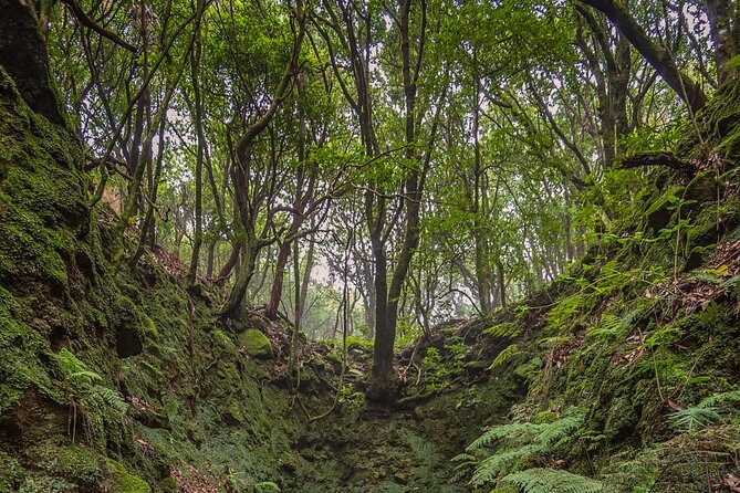 Caldeirão Verde Levadas Walk in Madeira - Following the levada through Madeira’s forest