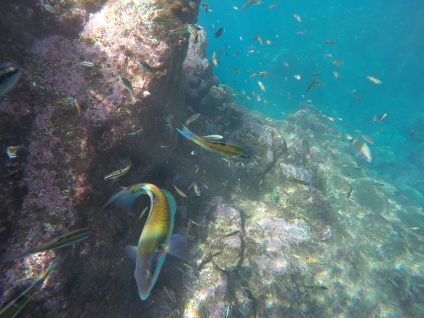 Caniço, Madeira: Marine Reserve Kayak & Snorkelling Tour - Timing, weather, and the practical details