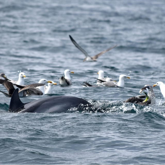 Cascais: Dolphin Watching Speedboat Tour - Key points to know before you book