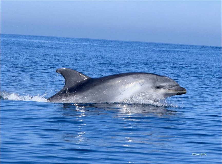 Cascais: Dolphin Watching Speedboat Tour - Should you book the Cascais dolphin tour?