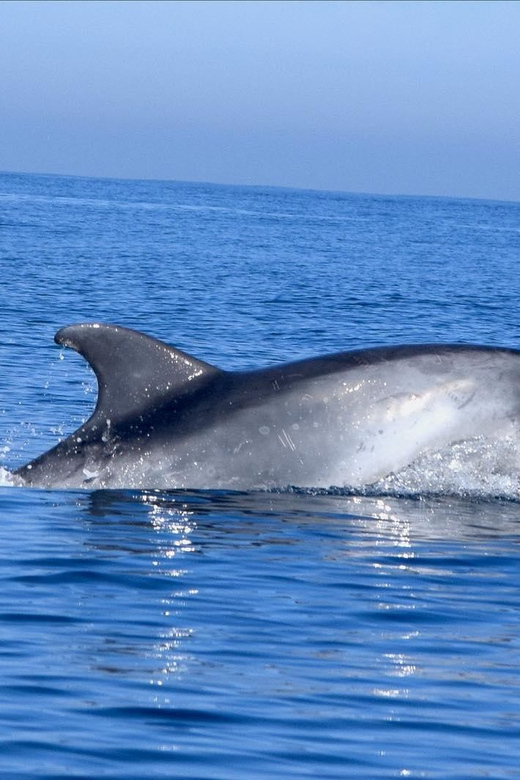 Cascais: Dolphin Watching Speedboat Tour - Leaving Cascais Marina for open water