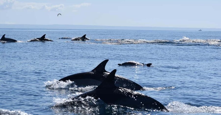 Cascais: Dolphin Watching Speedboat Tour - The wildlife search: patience pays off