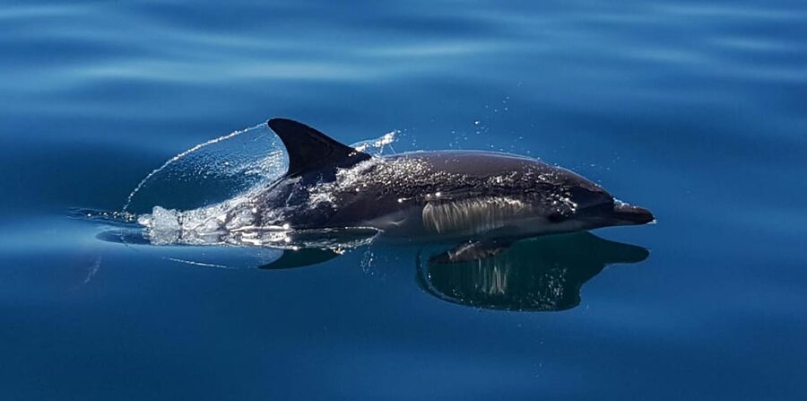 Cascais: Dolphin Watching Speedboat Tour - The crew makes the difference