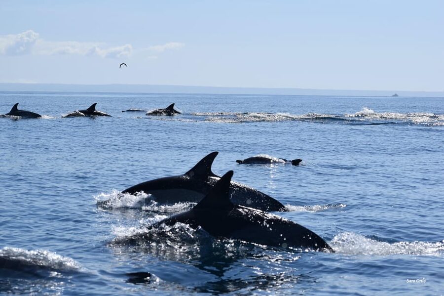 Cascais: Dolphin Watching Speedboat Tour - What the two-hour format really gives you