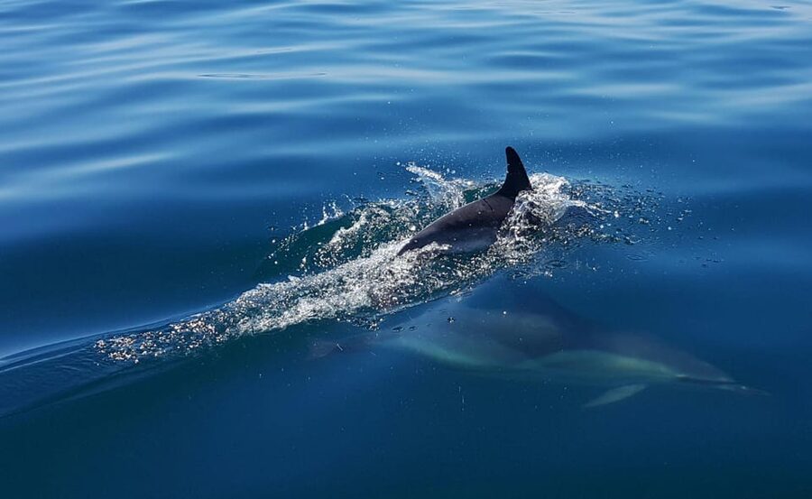 Cascais: Dolphin Watching Speedboat Tour - Who will enjoy this most?