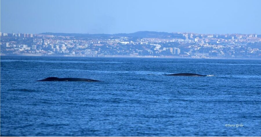 Cascais: Dolphin Watching Speedboat Tour - Weather, rescheduling, and wildlife luck