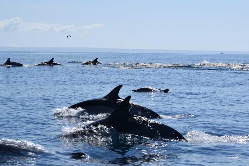 Cascais: Dolphin Watching Speedboat Tour - The first hour: speed, coastline, and sea air