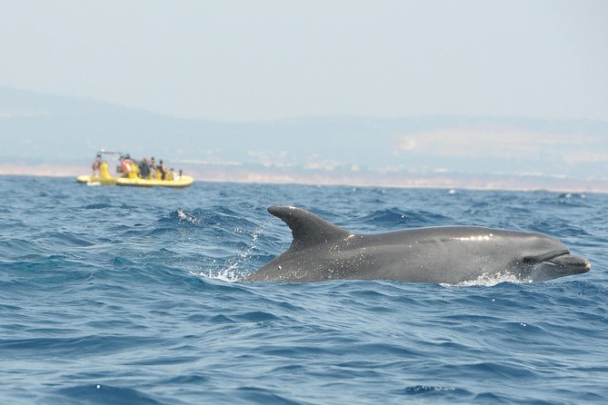 Caves and Dolphin Watching Cruise from Albufeira - The dolphin search beyond the cliffs
