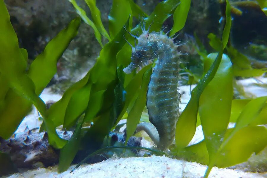 CCVAlgarve Individual Ticket - Two aquariums, two very different settings