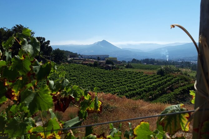 Classic Tasting | Quinta de Santa Cristina Vinho Verde - Inside the winery, from grapes to bottles