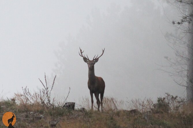 Discovering Nature in Serra da Lousã - What the 4WD ride adds to the mountain visit